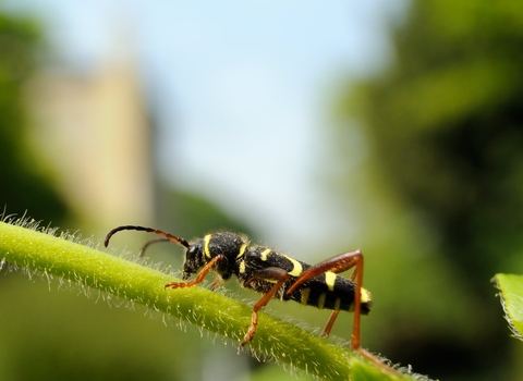 Wasp beetle (Clytus arietis), walking on stem of Japanese honeysuckle (Lonicera japonica)