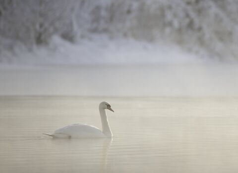 Mute swan swimming across a lake in a winter dawn mist