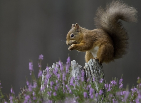 Red squirrel (Sciurus vulgaris) in flowering heather on a tree stump