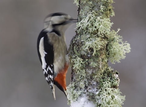 A great spotted woodpecker pecking an ice covered mossy branch.