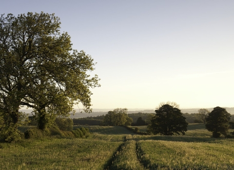 Early Oat Fields, Haregill Lodge Farm, Ellingstring, North Yorkshire 