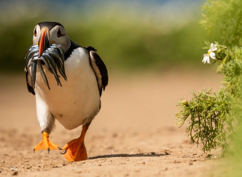 Puffin