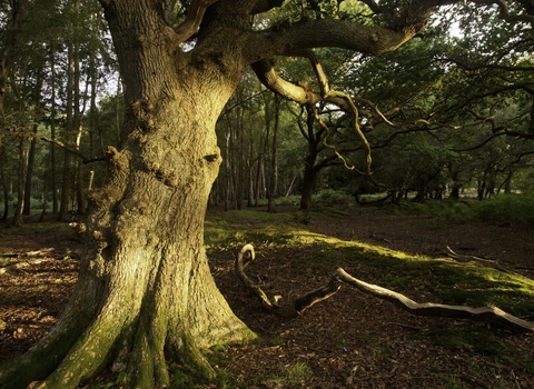 A photo taken underneath an ancient tree at a woodland in Dorset