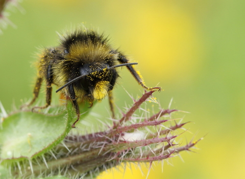 A close-up of a red-tailed bumblebee perched on a plant. The bumblebee has a fuzzy body with black and yellow stripes, and its legs are gripping the spike, hairy stem of a plant