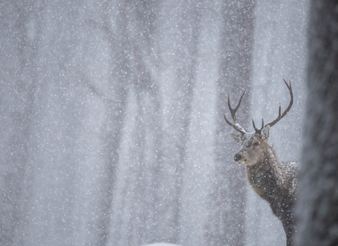 A red deer in the middle of a woodland, with snow falling all around it
