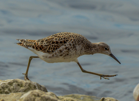 A ruff, which is a plump, small-headed wading bird with a pale belly and mottled brown back, running along a rocky shore, one leg stretched out in front of it ready to take the next step