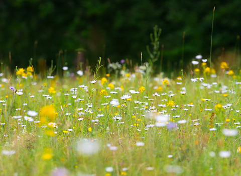 meadow