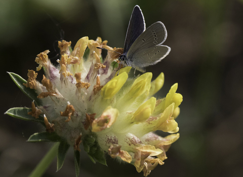 A small blue butterfly, with dusky silver-blue underwings and dark, blackish upperwings, feeds on the bright yellow flower of a kidney vetch