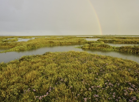 Rainbow over established saltmarsh with sea lavender and sea purslane