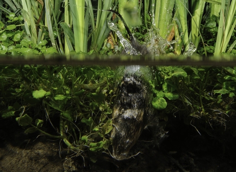 Water vole diving
