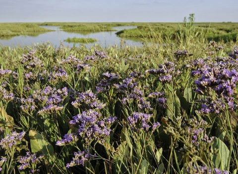Coastal realignment, Abbotts Hall Farm, Essex
