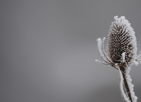 Teasel in frost