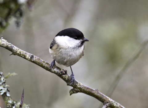 Willow tit on a tree branch