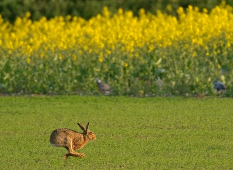 hare