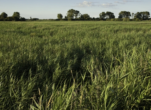 An image of wetlands grass with blue sky at the top of the image