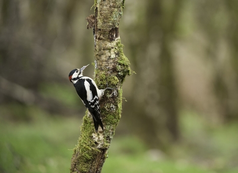 A male great spotted woodpecker, resplendent with its black and white feathers and a red patch on the nape, clings to a mossy tree in a woodland