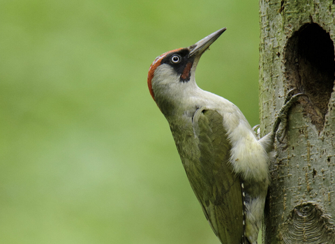 Green woodpecker