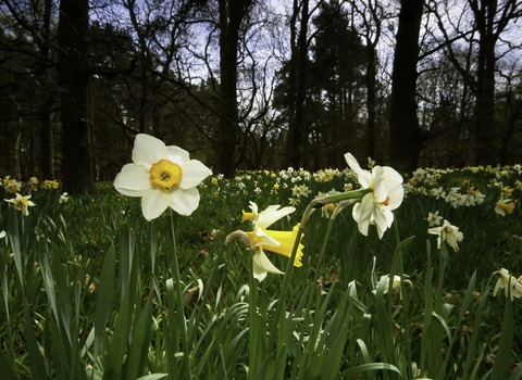 Daffodils in woodland