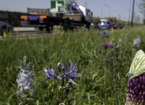 Wild flower planting in urban situation, with green-viened white butterfly, Pieris napi, Sheffield city centre - Paul Hobson