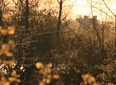 Tree branches in Autumn 